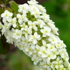 西洋紫陽花