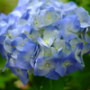 早咲きの紫陽花