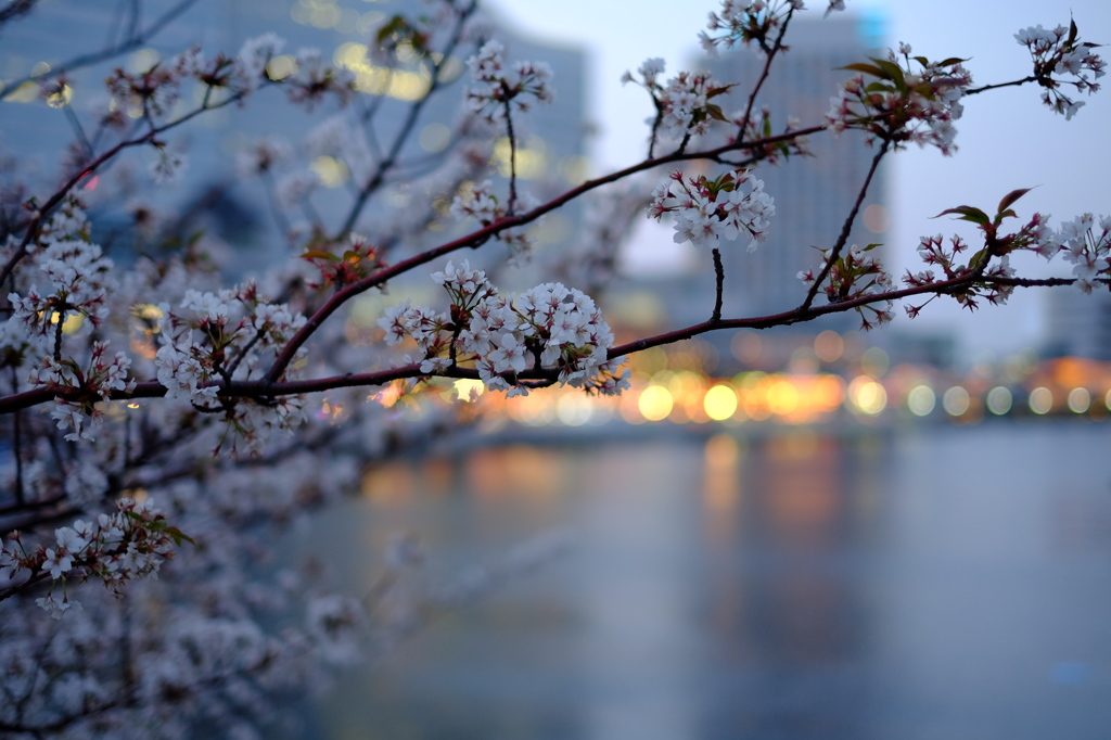 惜桜