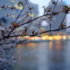 惜桜