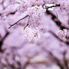 桜色