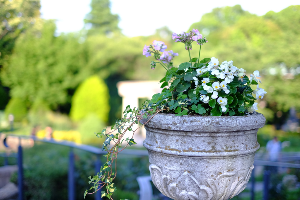 花鉢