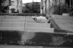 お散歩猫