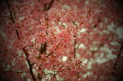 おかめ桜