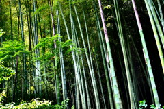 竹林