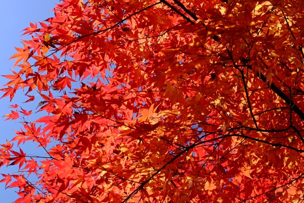 紅葉