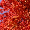 紅葉