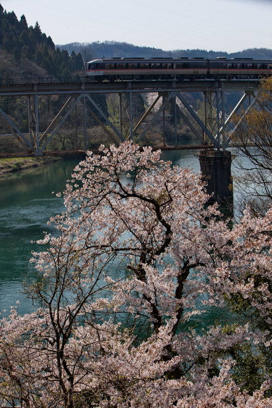 桜の見た高山線