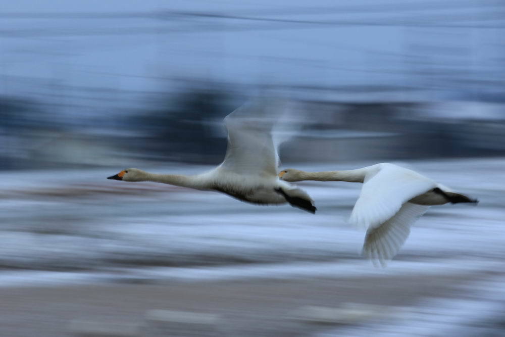 Flight　２