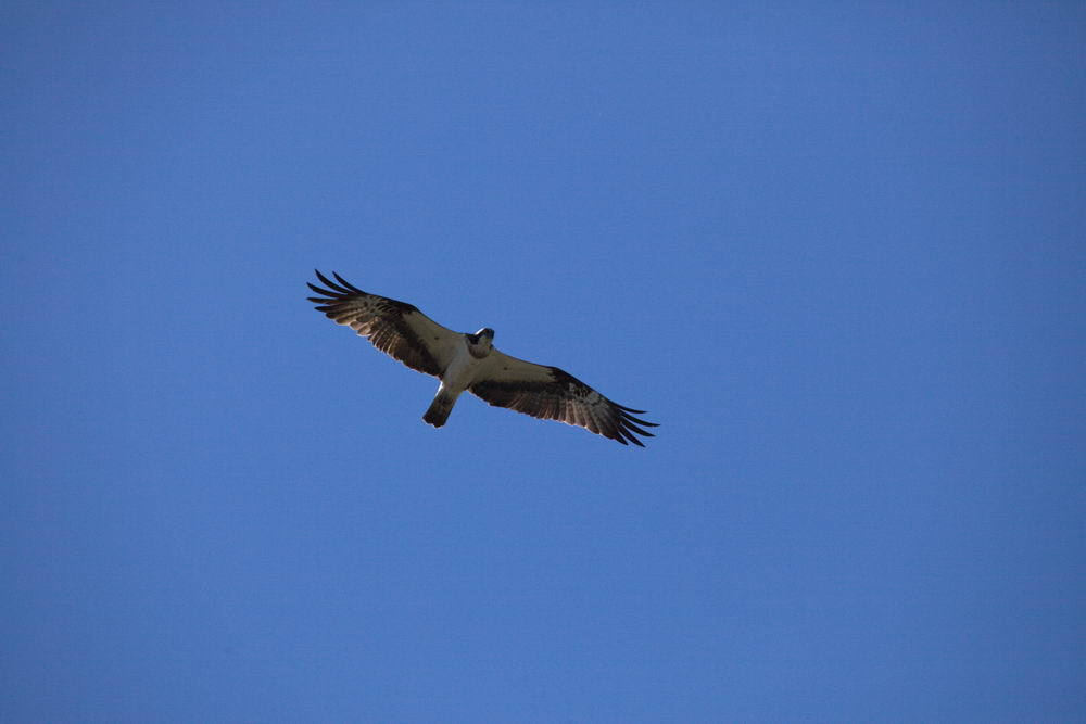 ミサゴのねらい