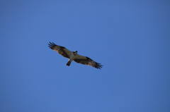 ミサゴのねらい