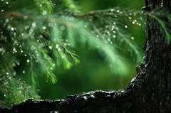 雨　　だからこそ