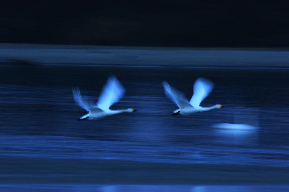 Flight