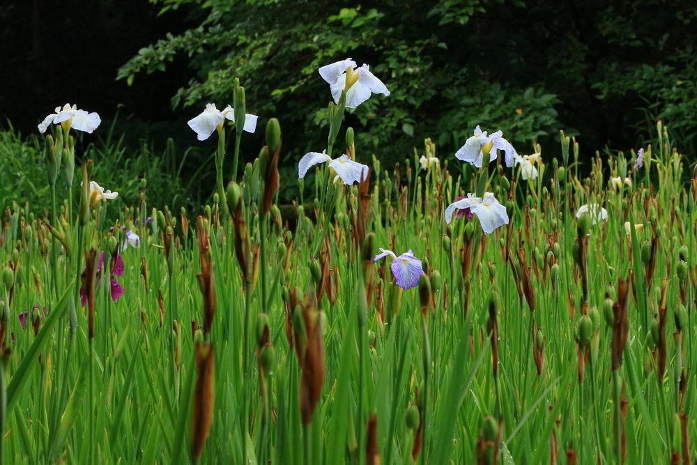 菖蒲終わりて