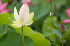 白い花と白い蝶