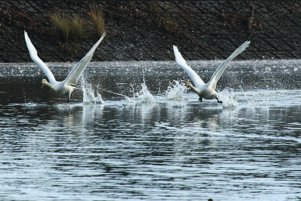 Synchronized mission (4)