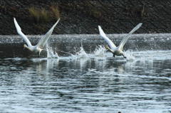 Synchronized mission (4)