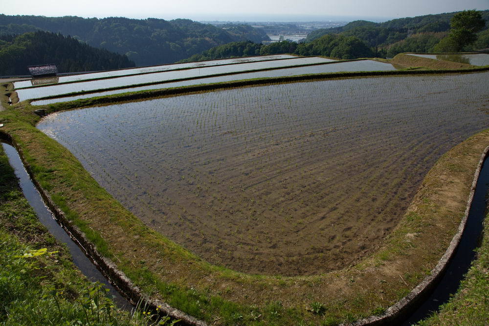 天空の水田