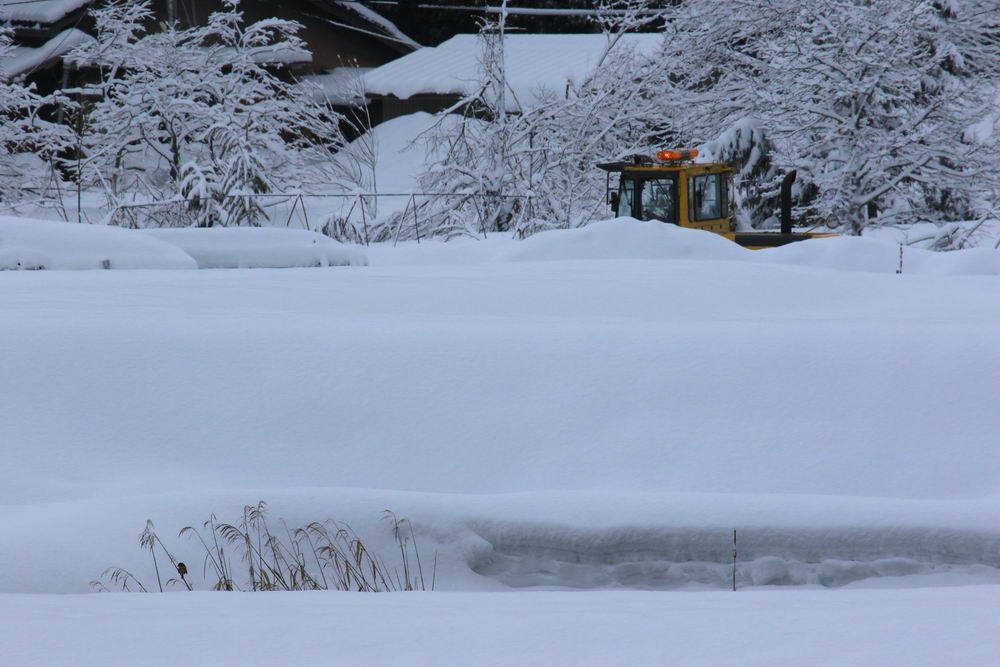 懸命（除雪車とジョウビタキ）