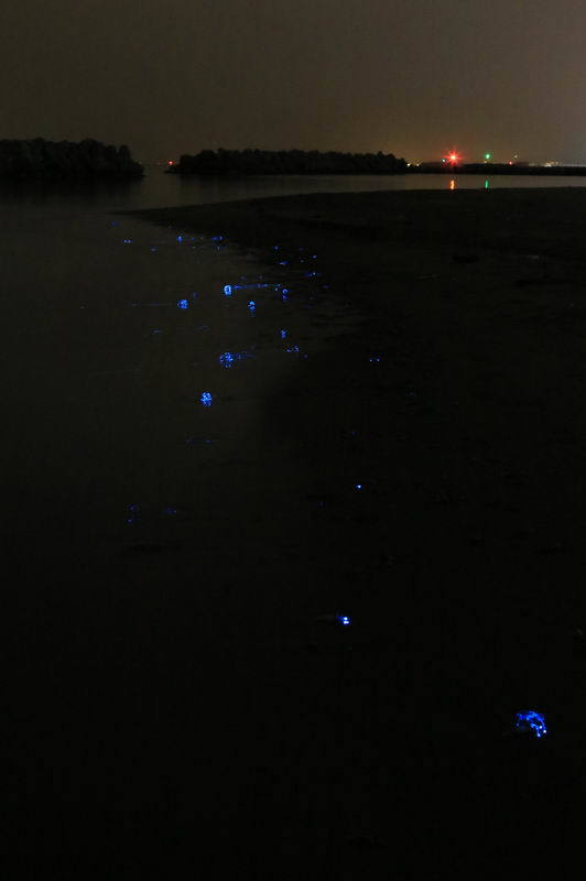 海のホタル