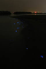 海のホタル