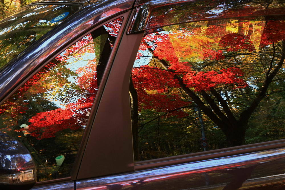 車をも染める鮮やかさ