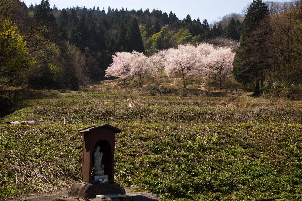廃田のさくら