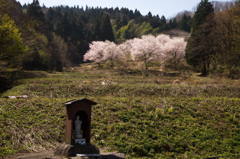 廃田のさくら
