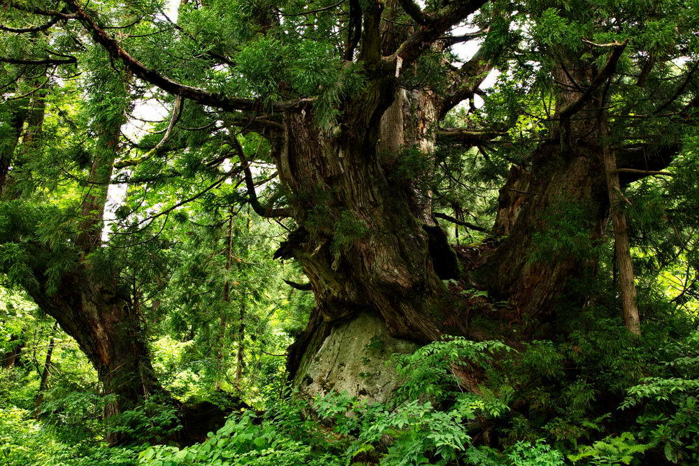 風雪に耐えて５００年