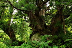 風雪に耐えて500年