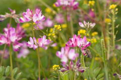 はちみつ屋さん