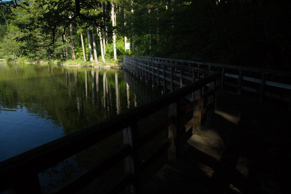 湖畔の木道