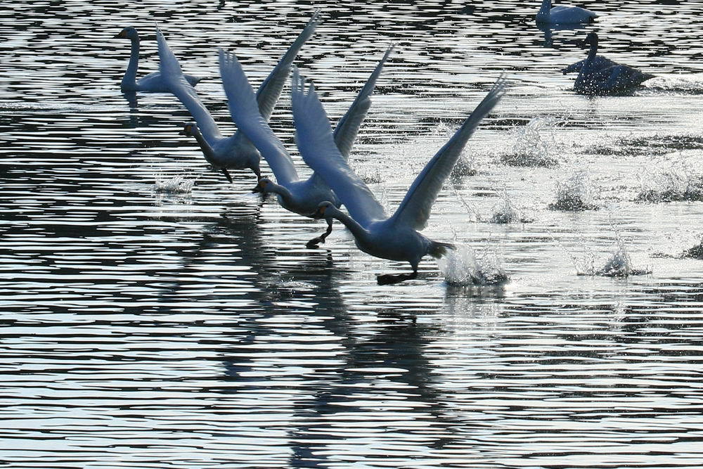 Synchronized mission (3)