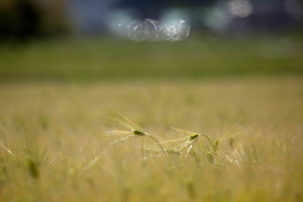 光る麦とヒカリ