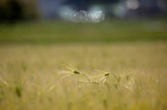 光る麦とヒカリ