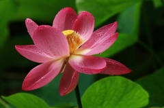魅惑（大賀蓮）