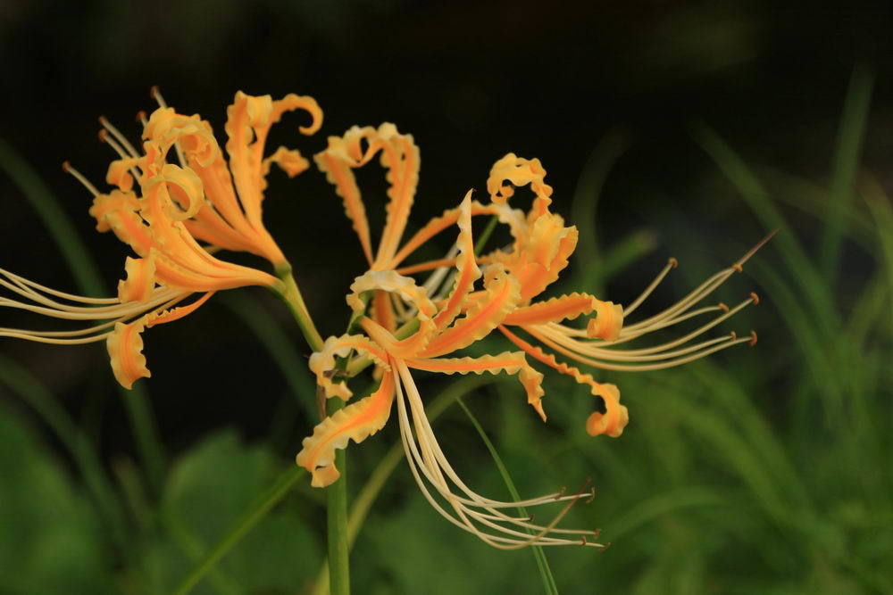 黄色き花