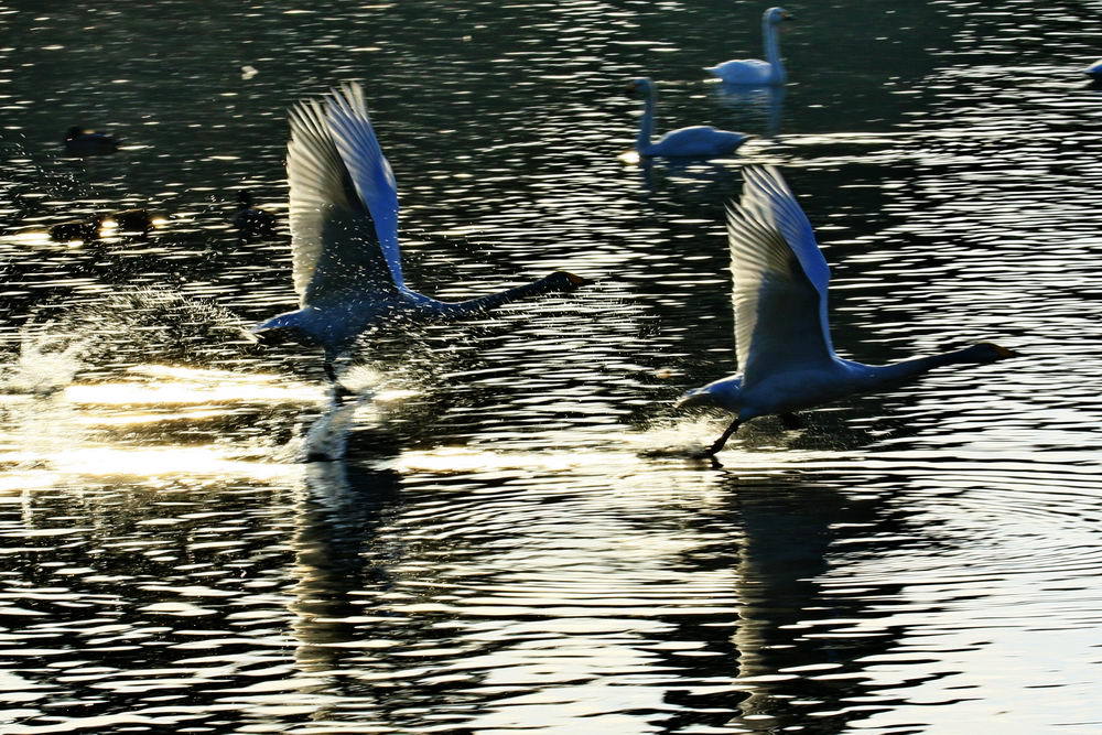 Synchronized mission (2)