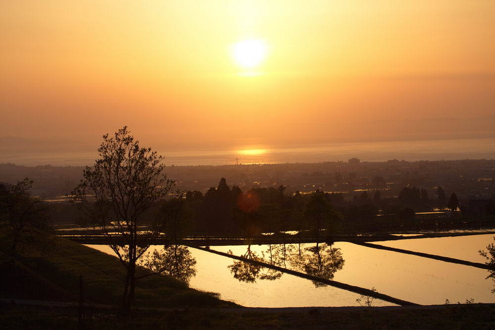 立木と逆木と夕陽