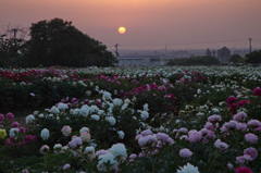 暮れなずむ芍薬畑