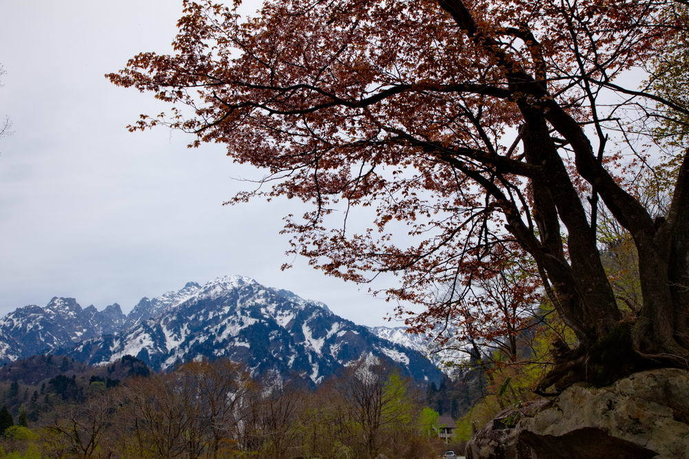 I岩割り桜と剱岳