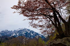 I岩割り桜と剱岳