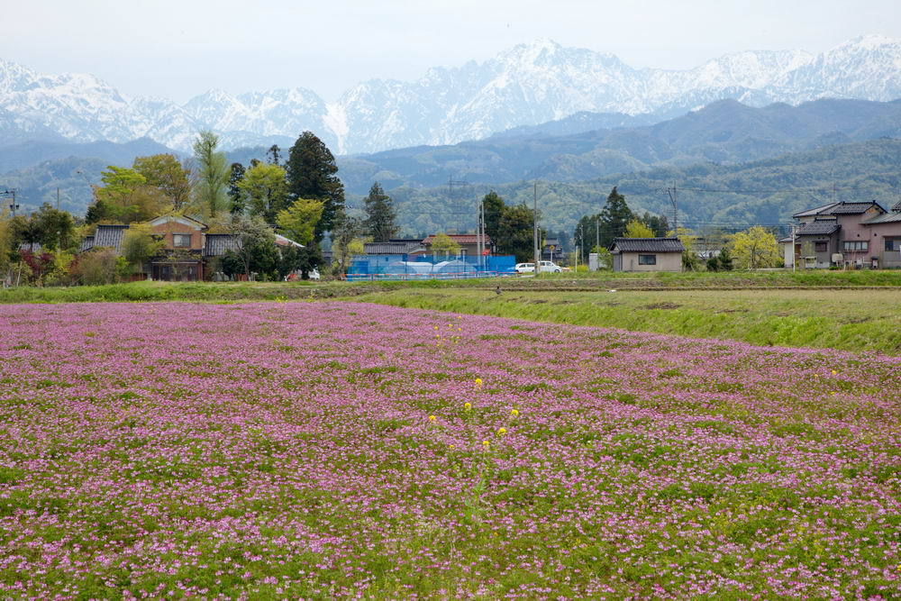 懐かしきれんげ畑