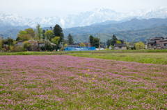 懐かしきれんげ畑