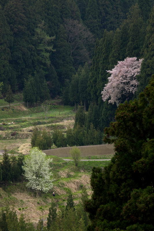 山里の桜