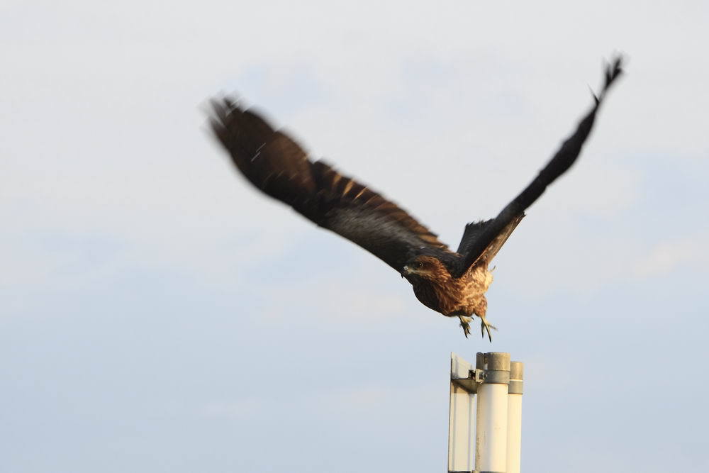 獲物見つけた！