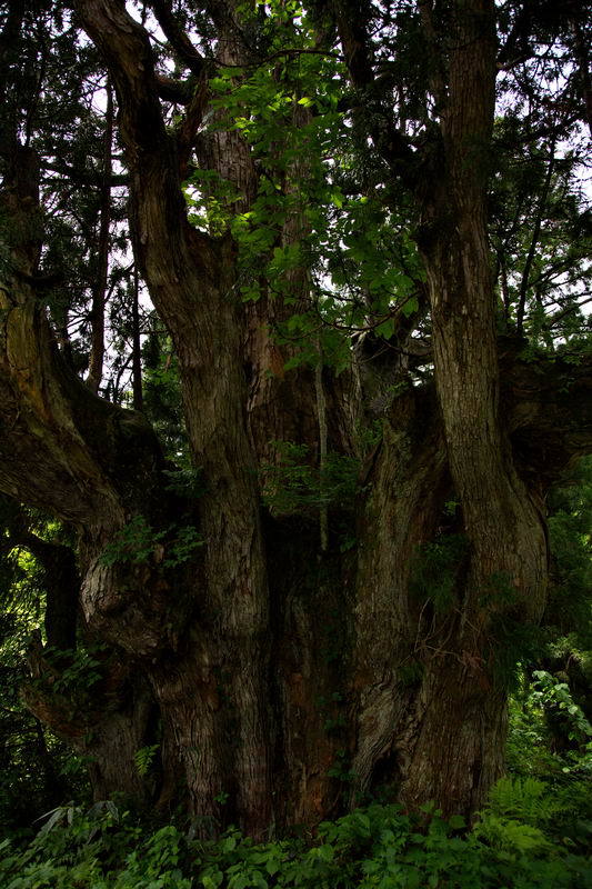 巨木と若木