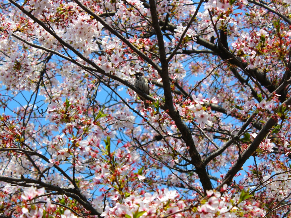 sakura&bird