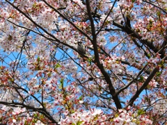 sakura&bird