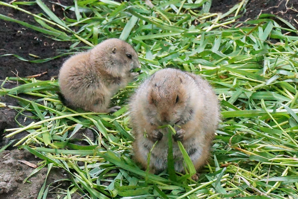 お食事中